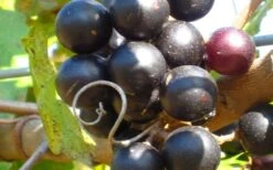 Lane Muscadine Grape Vine (Self Fertile) - 1 Gallon Pot -Wilson Bros Gardens 10133 lane muscadine