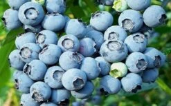 Powderblue Rabbiteye Blueberry - 1 Gallon Pot -Wilson Bros Gardens 3591 powder blue blueberry