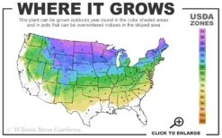 Spiral Dwarf Alberta Spruce Topiary - 7 Gallon Pot 6 Spiral Dwarf Alberta Spruce Topiary - 7 Gallon Pot -Wilson Bros Gardens 3a 8a 1