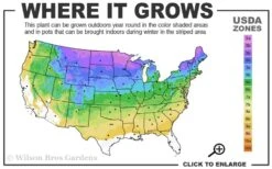 Wild Black Cherry Tree - 3 Gallon Pot -Wilson Bros Gardens 3a 8b 6