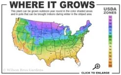 Empress Wu Giant Hosta Lily - 1 Gallon Pot 9 Empress Wu Giant Hosta Lily - 1 Gallon Pot -Wilson Bros Gardens 3a 9b