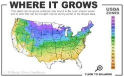 Mohican Arrowwood Viburnum - 6 Gallon Pot (4-5') -Wilson Bros Gardens 4a 8b 12