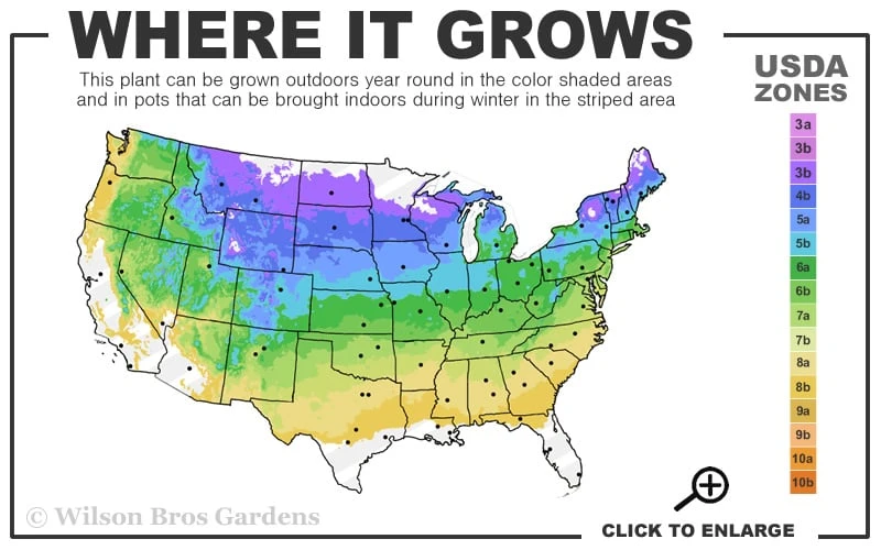Blue Star Juniper Tree (Single Trunk Topiary) - 1 Gallon Pot 3 Blue Star Juniper Tree (Single Trunk Topiary) - 1 Gallon Pot - Image 3