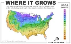 Sweetshrub (Carolina Allspice) - Calycanthus Floridus - 5 Gallon Pot -Wilson Bros Gardens 4a 9b 33