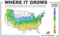 Wolf Eyes Variegated Kousa Dogwood - 5 Gallon Pot -Wilson Bros Gardens 5a 8b