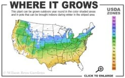 Red Dragon Dwarf Japanese Maple - 3 Gallon Pot -Wilson Bros Gardens 5a 9a 2