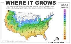 The Rising Sun Redbud Tree - 7 Gallon Pot (3-4') -Wilson Bros Gardens 5a 9b 36