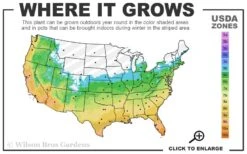 Claudia Wannamaker Southern Magnolia - 7 Gallon Pot (4-5') -Wilson Bros Gardens 5b 11 3