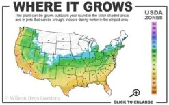 Graham Blandy Columnar Boxwood - 3 Gallon Pot -Wilson Bros Gardens 5b 9b