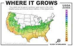 Winter's Waterlily Cold Hardy Camellia - 3 Gallon Pot -Wilson Bros Gardens 6a 10b 8