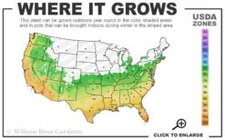 Cab Sav Cold Hardy Eucalyptus Tree (Eucalyptus Rubida) - 1 Gallon Pot -Wilson Bros Gardens 6a 11 4