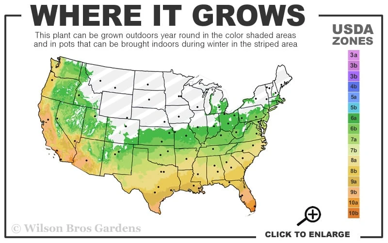 Variegated Liriope - Monkey Grass / Lilyturf - 6 Pack Of Pint Pots 3 Variegated Liriope - Monkey Grass / Lilyturf - 6 Pack Of Pint Pots - Image 3