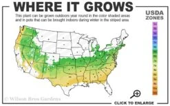 Schip Laurel (Prunus Laurocersasus 'Schipkaensis') - 5 Gallon Pot -Wilson Bros Gardens 6a 8b 5