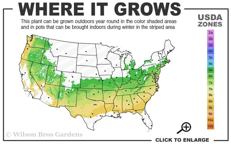 Rhodoptera Chapparal Pea (Polygala Chamaebuxus) - 1 Gallon Pot 3 Rhodoptera Chapparal Pea (Polygala Chamaebuxus) - 1 Gallon Pot - Image 3