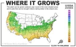 Taylor Pink Japanese Maple - 3 Gallon Pot -Wilson Bros Gardens 6a 9a 1