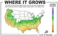 Serpentine Weeping Blue Atlas Cedar - 5 Gallon Pot -Wilson Bros Gardens 6a 9b 12