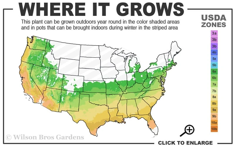 Tangerine Beauty Crossvine Bignonia - 1 Gallon Pot 3 Tangerine Beauty Crossvine Bignonia - 1 Gallon Pot - Image 3