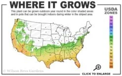 Angus Cold Hardy Eucalyptus Tree (Eucalyptus Nicholii) - 3 Gallon Pot -Wilson Bros Gardens 6b 10b 3