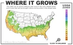 Big O Cold Hardy Eucalyptus Tree (Eucalyptus Neglecta) - 6 Pack Of 1 Gallon Pots -Wilson Bros Gardens 6b 9b 4