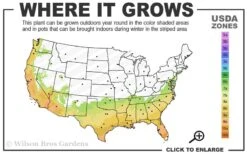 Winter Gold Edgeworthia Chrysantha - Paper Bush - 3 Gallon Pot 14 Winter Gold Edgeworthia Chrysantha - Paper Bush - 3 Gallon Pot -Wilson Bros Gardens 7a 10a