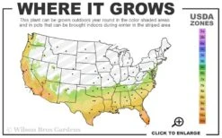 Gold Dust Aucuba (Japanese Laurel) - 1 Gallon Pot -Wilson Bros Gardens 7a 10b 11