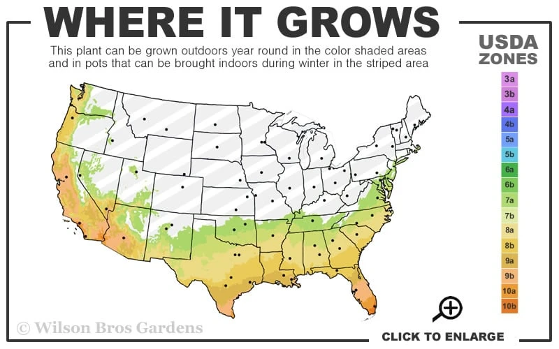 Les Marbury Camellia Japonica - 3 Gallon Pot 3 Les Marbury Camellia Japonica - 3 Gallon Pot - Image 3
