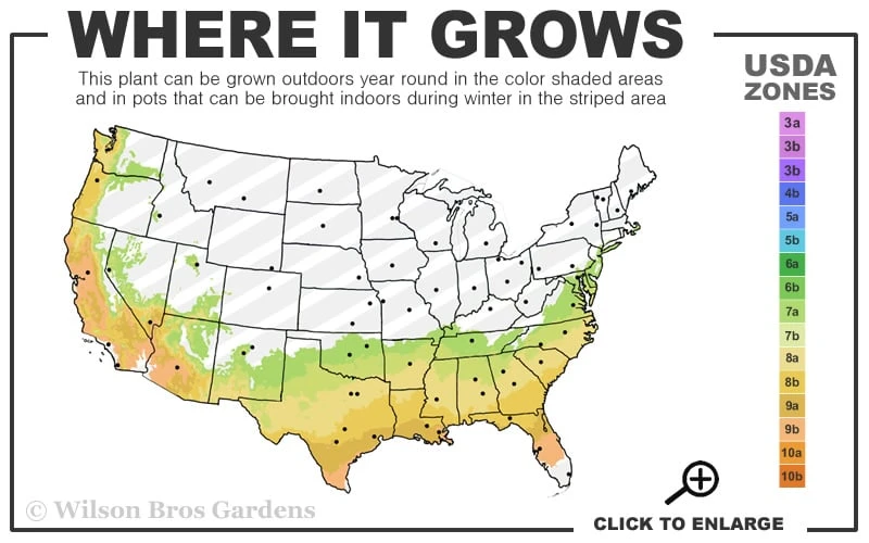 Slim 'N Trim Camellia - 7 Gallon Pot 3 Slim 'N Trim Camellia - 7 Gallon Pot - Image 3