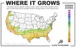 Scarlet Bells' Hong Kong Rose (Rhodoleia Henryi) - 3 Gallon Pot -Wilson Bros Gardens 7a 9b thumbnail