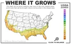 Arbequina Olive Tree - 2 Gallon Pot -Wilson Bros Gardens 7b 10b 1