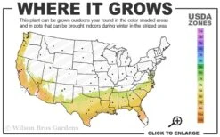 Jerry Donnan Camellia Japonica - 3 Gallon Pot -Wilson Bros Gardens 7b 9b