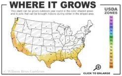 Rosalinda Indian Hawthorn Single Trunk Tree - 7 Gallon Pot (6-7') -Wilson Bros Gardens 8a 11 2