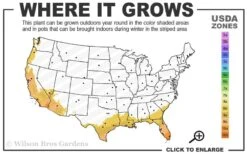 Alphonse Karr Golden Bamboo (Bambusa Multiplex) - 2 Gallon Pot -Wilson Bros Gardens 8b 11