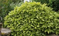 Gold Dust Aucuba (Japanese Laurel) - 1 Gallon Pot -Wilson Bros Gardens Aucuba Gold Dust 14