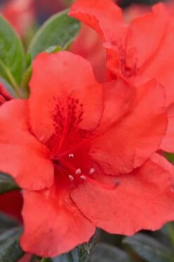 Red Tiara Deja Bloom Azalea - 1 Gallon Pot -Wilson Bros Gardens Azalea Deja Bloom Red Tiara 4