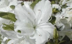 Delaware Valley White Azalea - 1 Gallon Pot -Wilson Bros Gardens Azalea Delaware Valley White 2