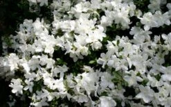 Delaware Valley White Azalea - 1 Gallon Pot -Wilson Bros Gardens Azalea Deleware Valley White Bloom