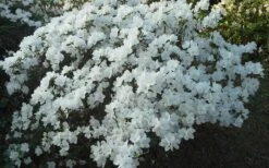 Delaware Valley White Azalea - 1 Gallon Pot -Wilson Bros Gardens Azalea Deleware Valley White Landscape