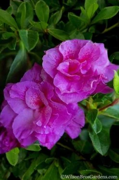 Autumn Majesty Encore Azalea - 3 Gallon Pot -Wilson Bros Gardens Azalea Encore Autumn Majesty 5