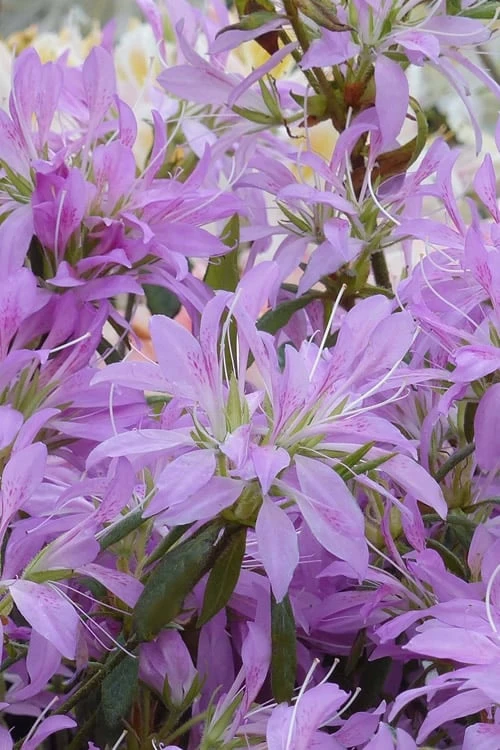 Koromo Shikibu Purple Spider Azalea - 3 Gallon Pot 1 Koromo Shikibu Purple Spider Azalea - 3 Gallon Pot