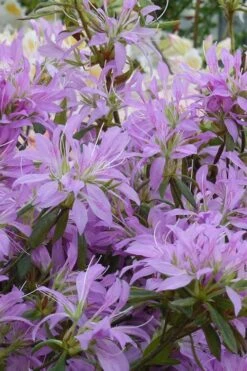 Koromo Shikibu Purple Spider Azalea - 1 Gallon Pot -Wilson Bros Gardens Azalea Koromo Shikibu 2 1