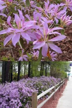 Koromo Shikibu Purple Spider Azalea - 1 Gallon Pot -Wilson Bros Gardens Azalea Koromo Shikibu 9 1