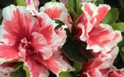 Mardi Gras Southern Indica Azalea - 1 Gallon Pot -Wilson Bros Gardens Azalea Mardi Gras 2