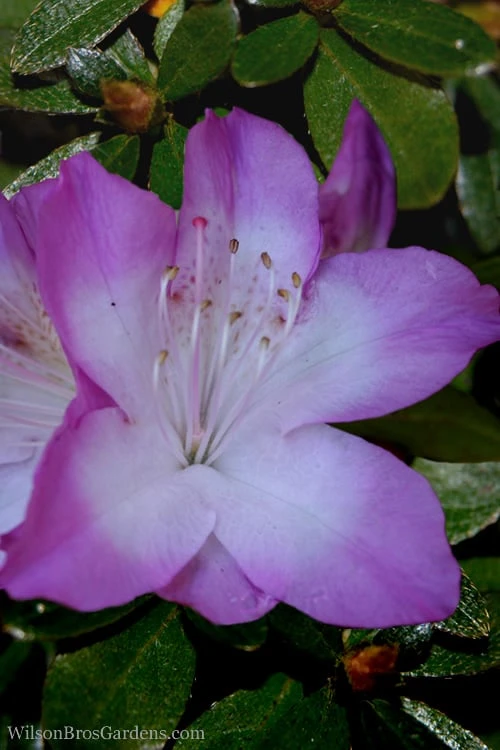 Nuccio's Voodoo Azalea - 3 Gallon Pot 1 Nuccio's Voodoo Azalea - 3 Gallon Pot