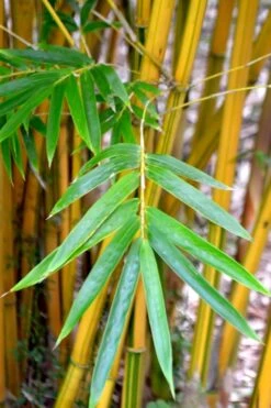 Alphonse Karr Golden Bamboo (Bambusa Multiplex) - 2 Gallon Pot -Wilson Bros Gardens Bamboo Alphonse Karr 5
