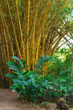 Alphonse Karr Golden Bamboo (Bambusa Multiplex) - 2 Gallon Pot -Wilson Bros Gardens Bamboo Alphonse Karr 6