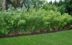 Alphonse Karr Golden Bamboo (Bambusa Multiplex) - 2 Gallon Pot -Wilson Bros Gardens Bamboo Alphonse Karr 8