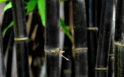 Black Bamboo - Phyllostachys Nigra - 3 Gallon Pot (Multi Cane: 4-6'+) -Wilson Bros Gardens Bamboo Black 53