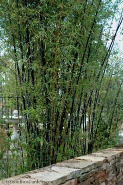 Black Bamboo - Phyllostachys Nigra - 3 Gallon Pot (Multi Cane: 4-6'+) -Wilson Bros Gardens Bamboo Black 55