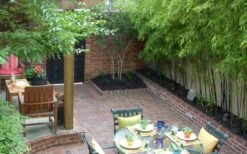 Black Bamboo - Phyllostachys Nigra - 3 Gallon Pot (Multi Cane: 4-6'+) -Wilson Bros Gardens Bamboo Black 58