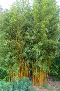 Gold Vivax Giant Timber Bamboo (Green Stripe Bamboo) - Phyllostachys Vivax 'Aureocaulis' - 3 Gallon Pot (2-4') -Wilson Bros Gardens Bamboo Gold Vivax 2